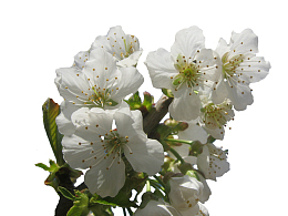 一支樱桃花