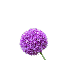 花卉