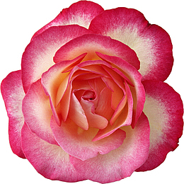 卡通鲜花图片抽象鲜花图片