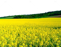 黄色油菜花开田野