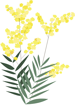 浪漫黄色春天迎春花