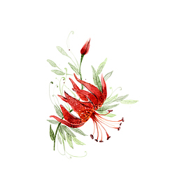 卡通手绘红色的彼岸花
