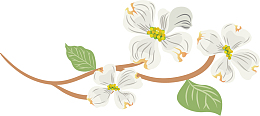 矢量图白色芍药花