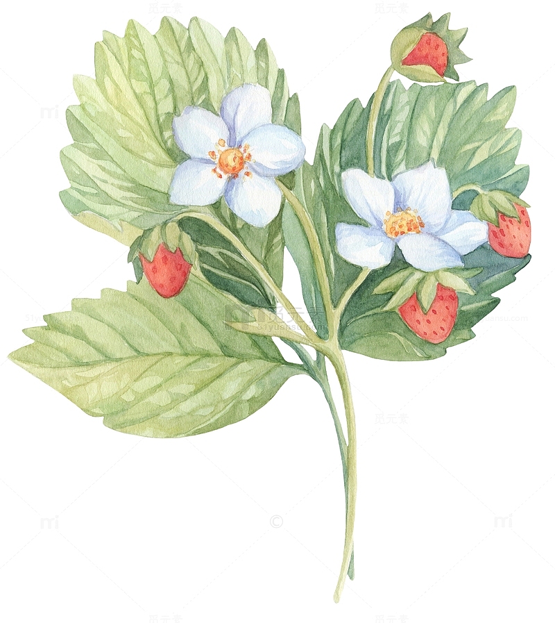 手绘草莓花草花朵果实