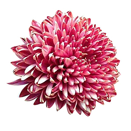 粉色墨菊花卉图片素材