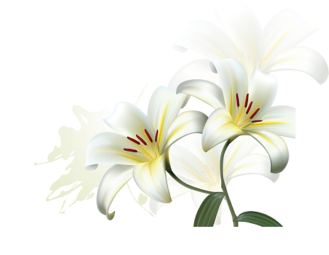 百合花纹百合花手绘