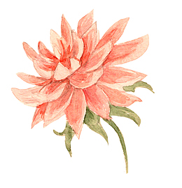 手绘大丽菊花朵