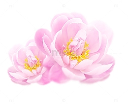 清新唯美牡丹花png