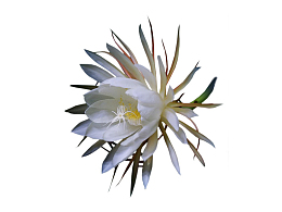 白色昙花