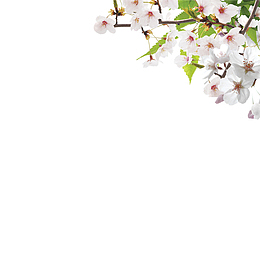 一抹桃花