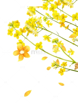 油菜花开油菜花节