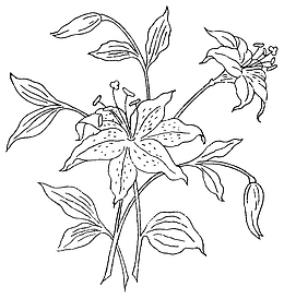简笔百合花