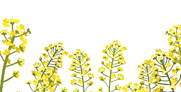 唯美手绘黄色油菜花