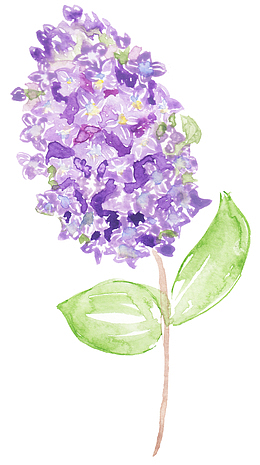 手绘绣球花