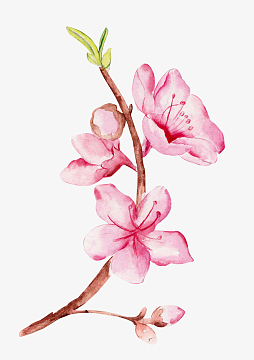 手绘桃枝手绘桃花素材_手绘桃枝手绘桃花图片元素-觅元素
