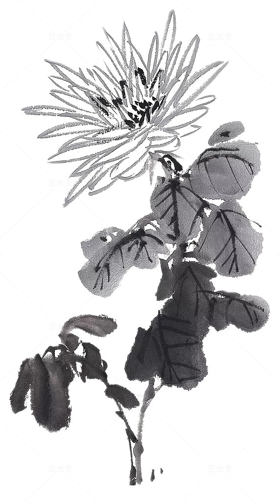 水墨黑白菊花