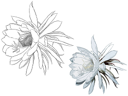 手绘昙花
