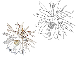 手绘昙花