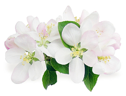 白色樱桃花素材