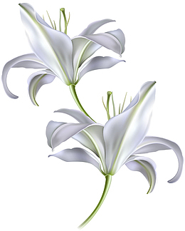 矢量手绘白色百合花