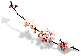 一枝桃花