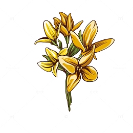 黄花菜矢量图免抠下载