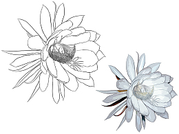 手绘昙花