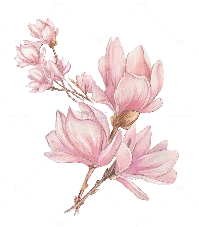 水彩粉色玉兰花