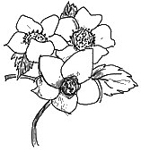 手绘花