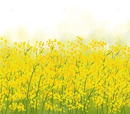 插图手绘插画满园油菜花