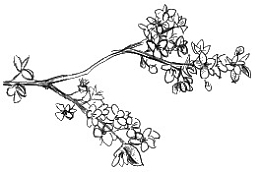 手绘花