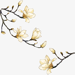 手绘玉兰花矢量素材