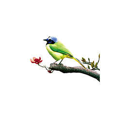 站在树枝上的画眉鸟