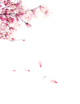 花瓣飞花