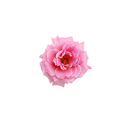 鲜花 花朵 花儿素材