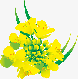 卡通手绘黄色的油菜花