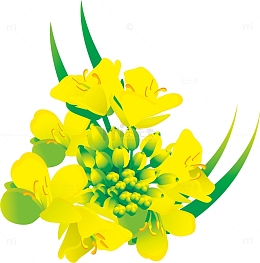 卡通手绘黄色的油菜花