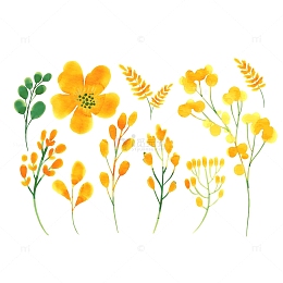 黄色的油菜花免抠下载