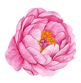 卡通粉色的牡丹花