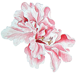 粉色复古水彩牡丹花朵