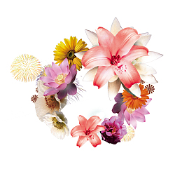 实物 花环 花朵 烟花
