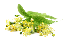 菩提树花图片素材