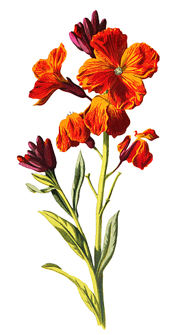 手绘花朵