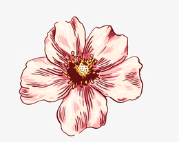 手绘一朵粉色五瓣花