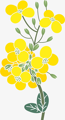 油菜籽矢量卡通风格