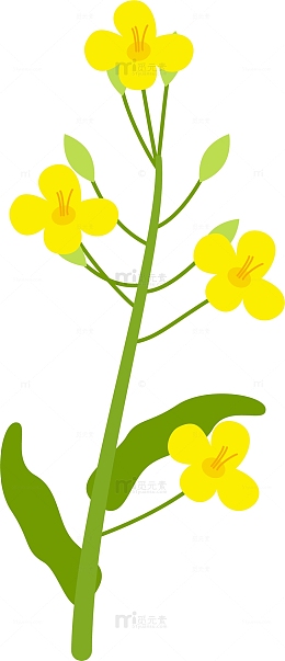 竖向黄色矢量油菜花