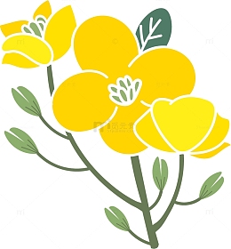 黄色矢量迷你油菜花