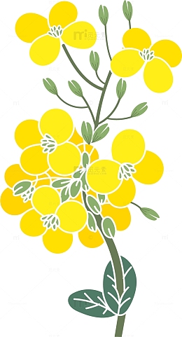 油菜籽矢量卡通风格