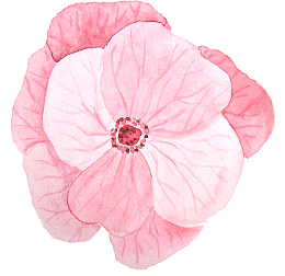 卡通花瓣免抠png装饰