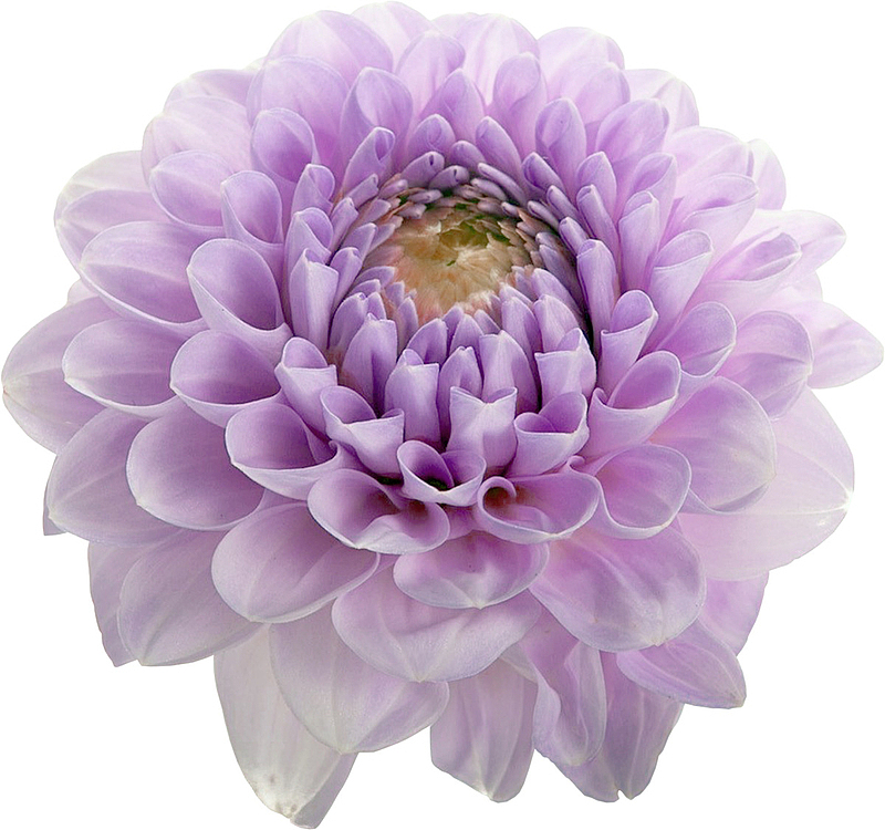 实物紫色大丽花花朵